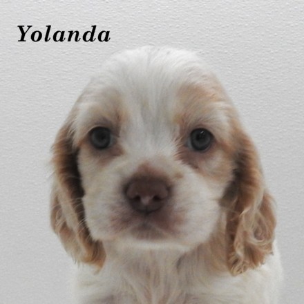 puppy, for, sale, Cocker Spaniel, Joe & Cherri  Overlease, dog, breeder, Miller, MO, dog-breeder, puppy-for-sale, forsale, nearby, find, puppyfind, locator, puppylocator, aca